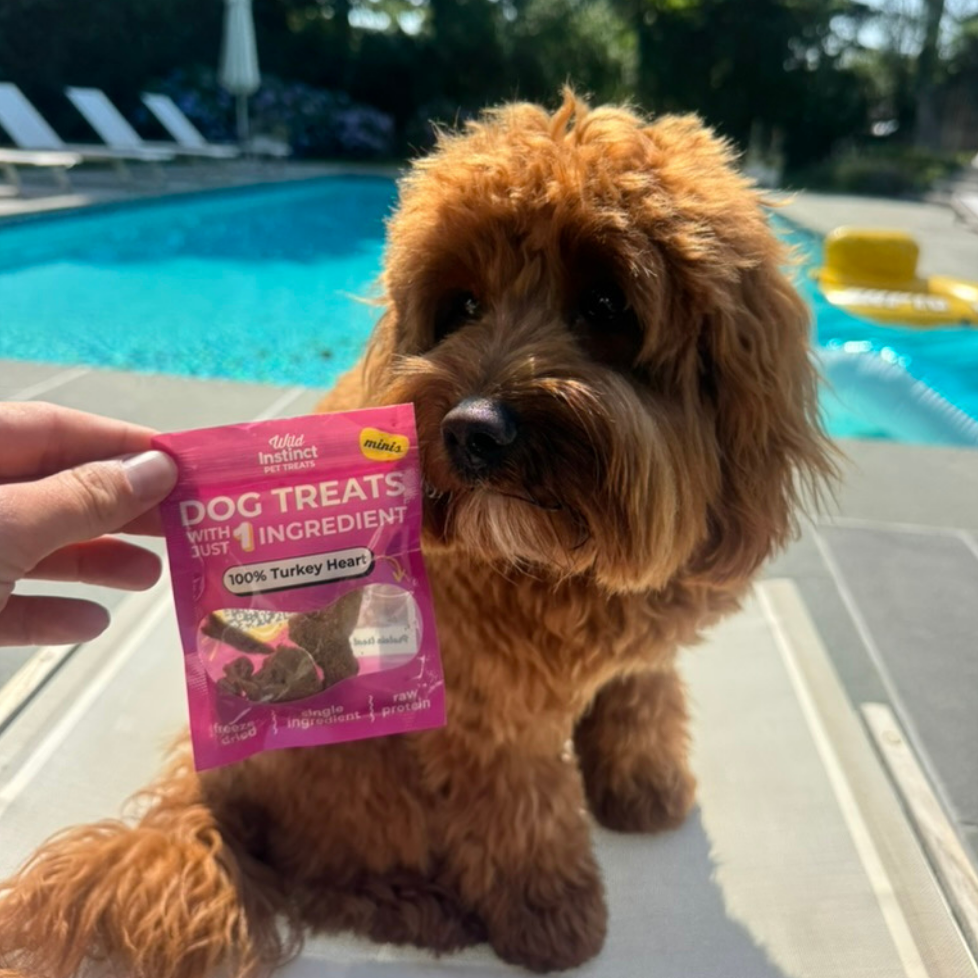 Turkey Heart Minis - Single Ingredient Dog Treats