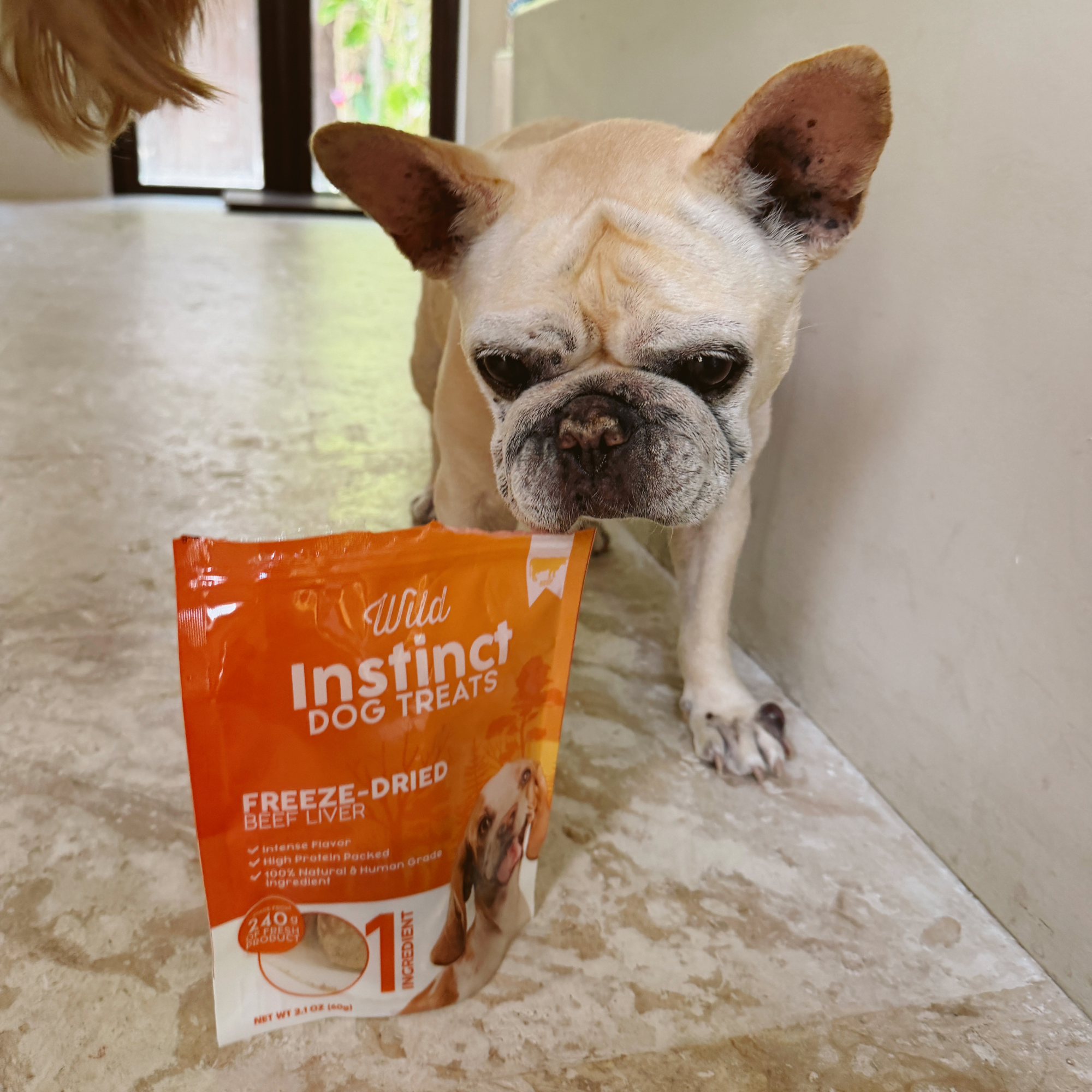 lifestyle image of dog with freeze dried beef liver for dogs