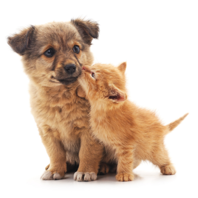 Puppy and kitten interacting