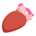 Turkey heart