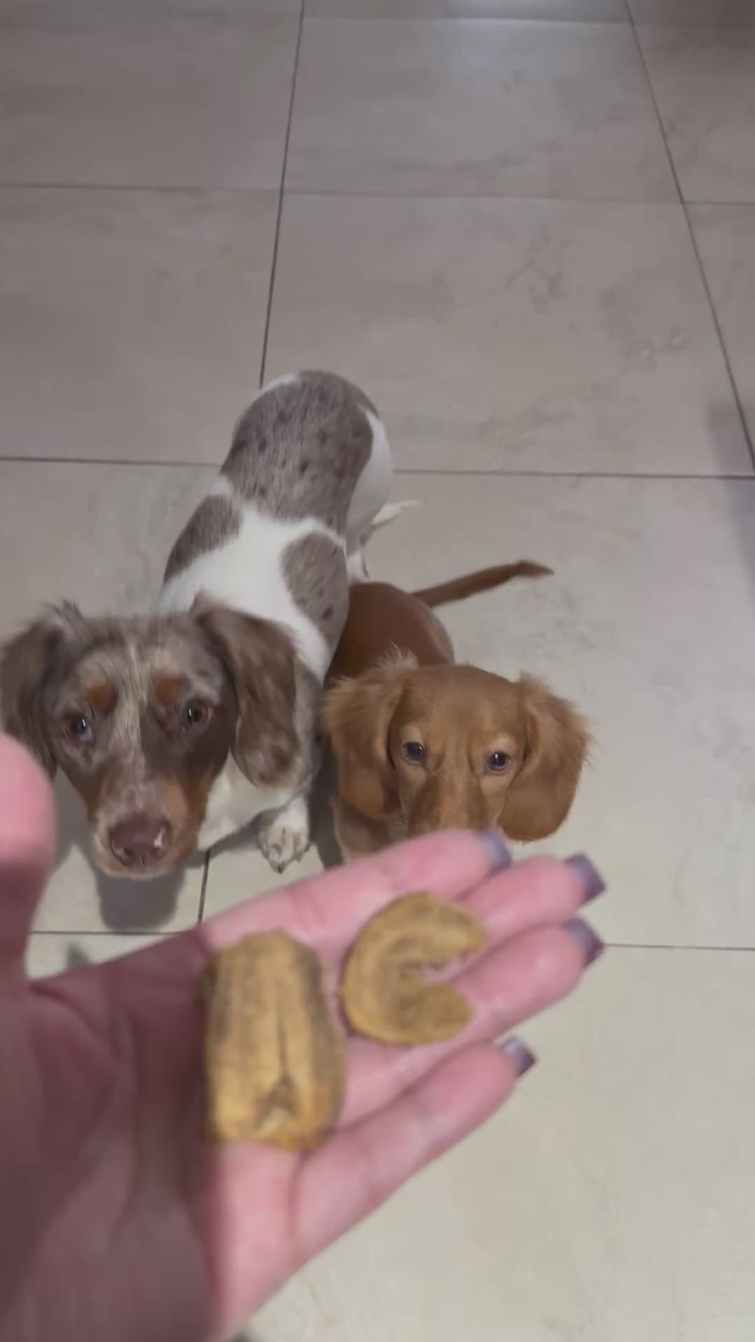 Two dogs enjoying Wild Instinct Pet freeze-dried turkey liver dog treats during a real feeding moment