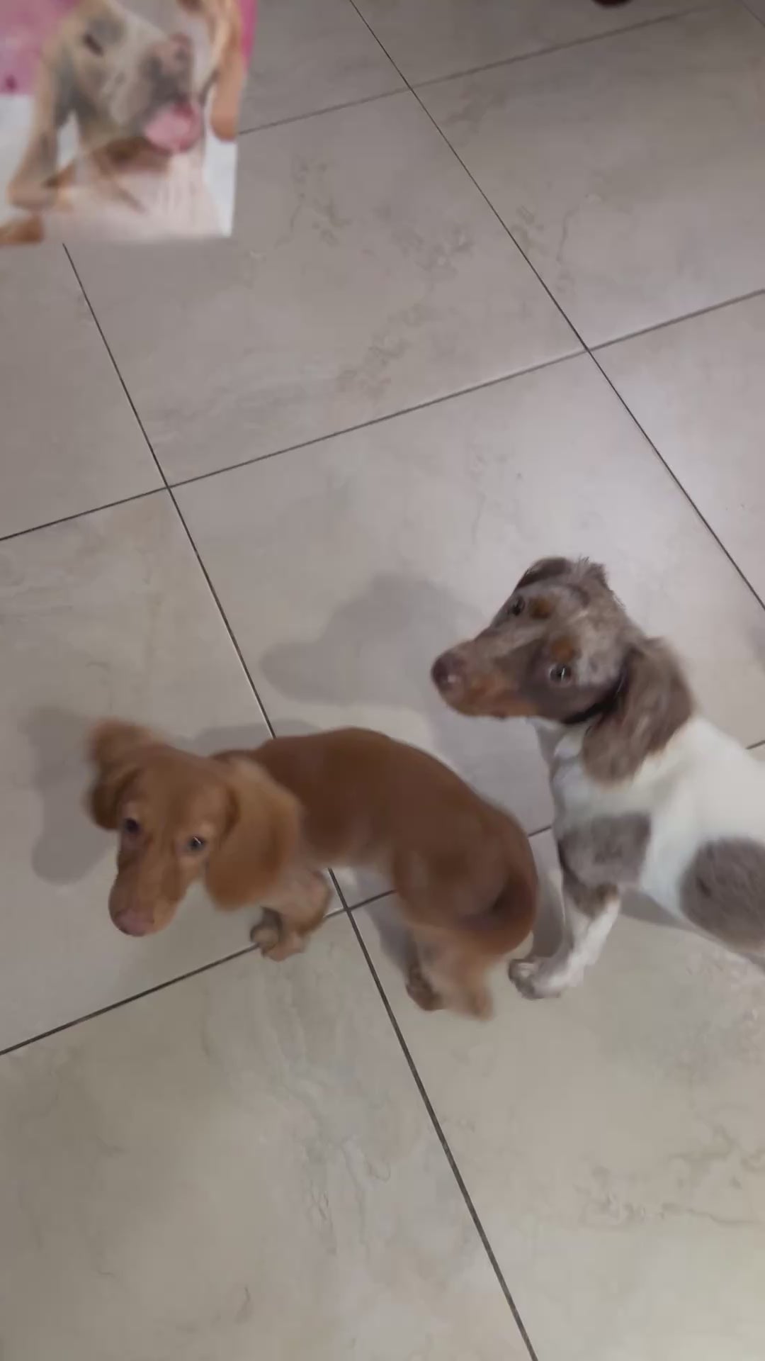 Dogs enjoying Wild Instinct Pet freeze-dried dog treats during feeding time.